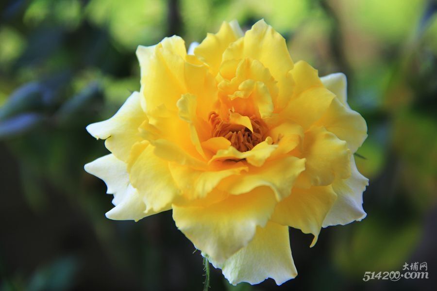 黄玫瑰2.jpg
