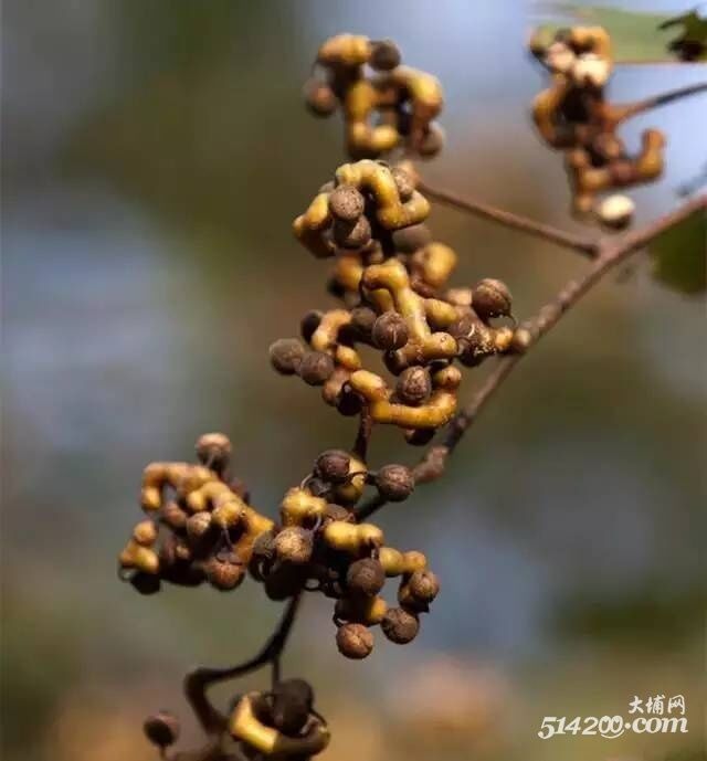 大埔人小时候爱吃的这个果子,原来它全身都是宝!