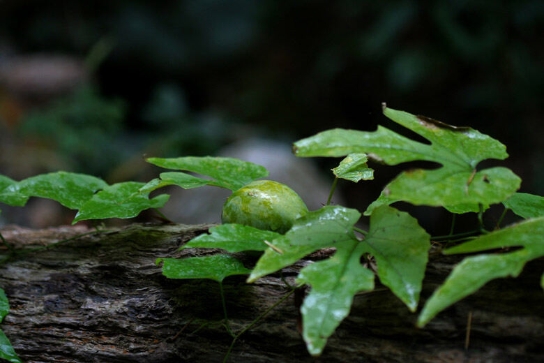 这种野果很象西瓜,但按它的生长环境,绝不是与西瓜同科的植物,它是生长在很阴湿的地方.