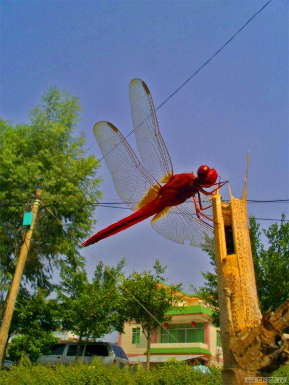 51小红蜻蜓.jpg