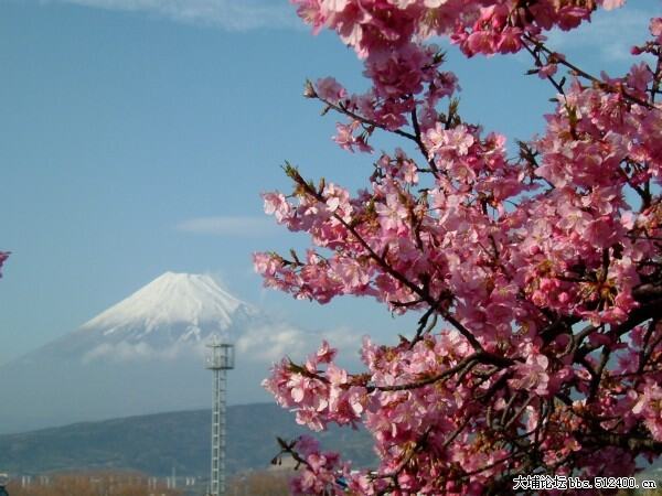 富士山与樱花