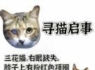 寻猫启事，独眼三花猫