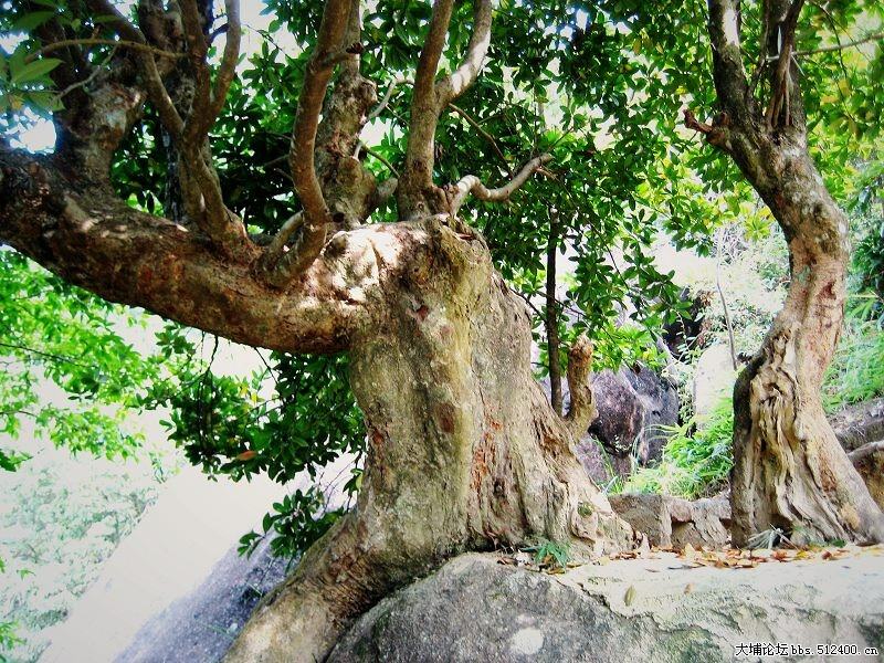 大埔鸟子石风景区图片